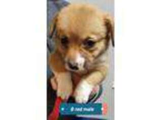 Pembroke Welsh Corgi Puppy for sale in Fulton, MO, USA