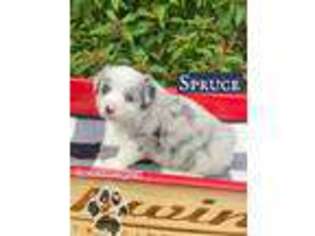 Miniature Australian Shepherd Puppy for sale in El Campo, TX, USA