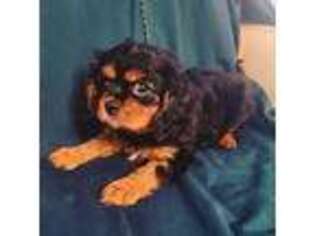 Cavalier King Charles Spaniel Puppy for sale in Wolfforth, TX, USA