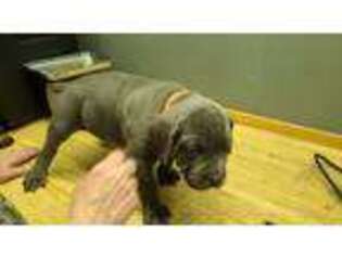 Cane Corso Puppy for sale in Weatherford, TX, USA
