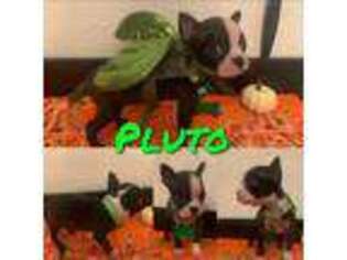 Boston Terrier Puppy for sale in Gilroy, CA, USA