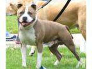 American Staffordshire Terrier Puppy for sale in DIXON, IL, USA