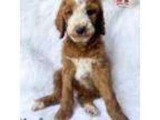 Goldendoodle Puppy for sale in Clinton, OK, USA
