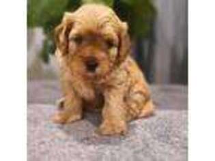 Cavapoo Puppy for sale in Atmore, AL, USA