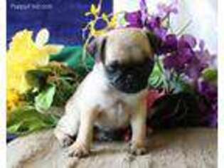 Pug Puppy for sale in Narvon, PA, USA