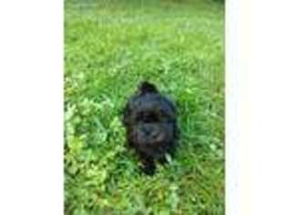Shih-Poo Puppy for sale in Saugerties, NY, USA