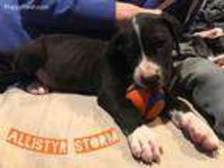 Great Dane Puppy for sale in Eustace, TX, USA