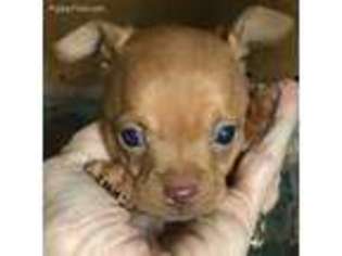 Chihuahua Puppy for sale in Farmington, MO, USA