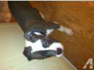 American Pit Bull Terrier Puppy for sale in RALEIGH, NC, USA