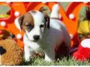 Jack Russell Terrier Puppy for sale in Henrietta, TX, USA