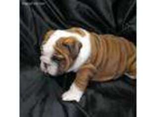 Bulldog Puppy for sale in Wharton, OH, USA