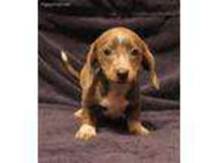 Dachshund Puppy for sale in Panama City, FL, USA