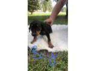 Doberman Pinscher Puppy for sale in Hull, GA, USA