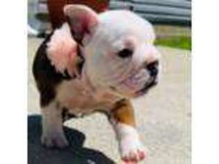 Bulldog Puppy for sale in Orient, OH, USA