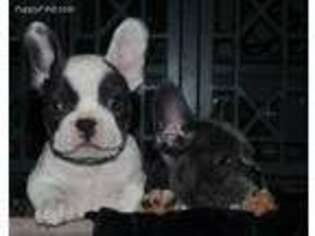 French Bulldog Puppy for sale in Lawrenceville, IL, USA
