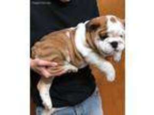 Bulldog Puppy for sale in Clinton, AR, USA