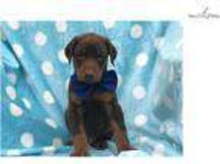 Doberman Pinscher Puppy for sale in Lancaster, PA, USA