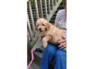 Labradoodle Puppy for sale in Rocky Point, NC, USA
