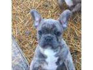 French Bulldog Puppy for sale in Baxter, TN, USA