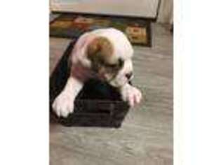 Olde English Bulldogge Puppy for sale in Tifton, GA, USA