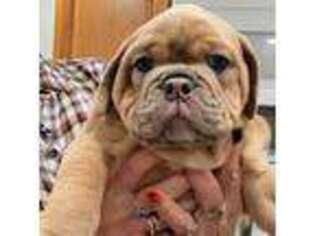 Olde English Bulldogge Puppy for sale in Saugus, MA, USA