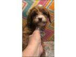 Cavapoo Puppy for sale in Edgar Springs, MO, USA
