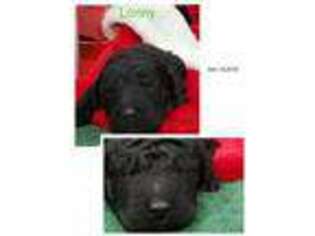 Goldendoodle Puppy for sale in El Paso, IL, USA