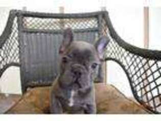 French Bulldog Puppy for sale in Pelsor, AR, USA