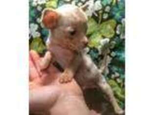 Chihuahua Puppy for sale in Easton, PA, USA