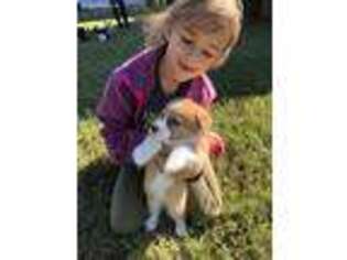 Pembroke Welsh Corgi Puppy for sale in Anderson, SC, USA