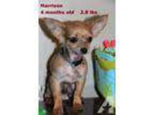 Chihuahua Puppy for sale in DUNBAR, PA, USA