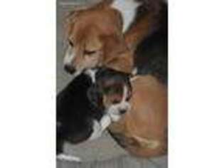 Beagle Puppy for sale in Darlington, IN, USA