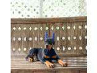 Doberman Pinscher Puppy for sale in Mount Pleasant, PA, USA