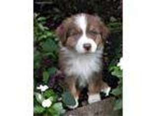 Australian Shepherd Puppy for sale in Baltimore, OH, USA