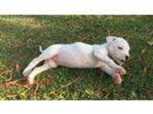 Dogo Argentino Puppy for sale in Picayune, MS, USA