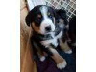 Mutt Puppy for sale in Aztec, NM, USA