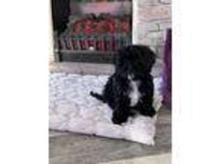 Cavapoo Puppy for sale in Greensboro, NC, USA