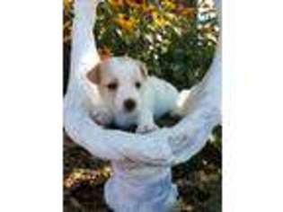 Jack Russell Terrier Puppy for sale in Loogootee, IN, USA