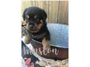 Rottweiler Puppy for sale in Irmo, SC, USA