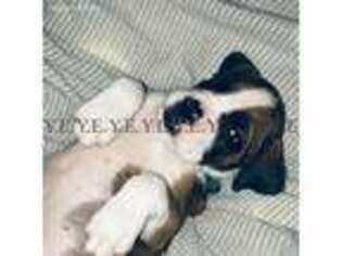 Boxer Puppy for sale in Bronx, NY, USA