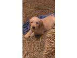 Labradoodle Puppy for sale in Kell, IL, USA