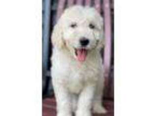 Goldendoodle Puppy for sale in Canaan, ME, USA