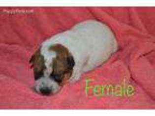 Australian Cattle Dog Puppy for sale in Mount Vernon, MO, USA