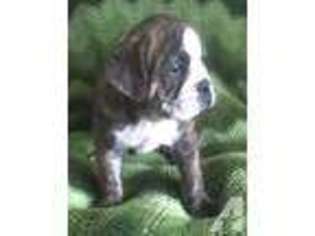 Bulldog Puppy for sale in WINSTON, OR, USA