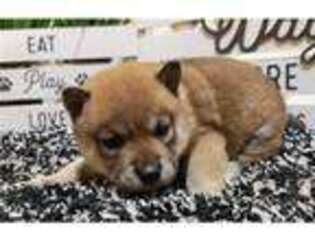 Shiba Inu Puppy for sale in Springfield, MO, USA