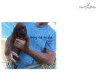 Redbone Coonhound Puppy for sale in Ocala, FL, USA