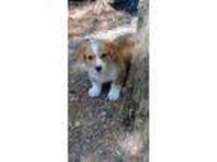 Pembroke Welsh Corgi Puppy for sale in Meadow Bridge, WV, USA