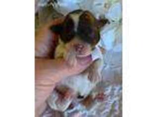 Mutt Puppy for sale in Spiro, OK, USA