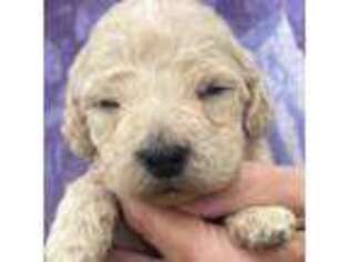 Goldendoodle Puppy for sale in Temperance, MI, USA