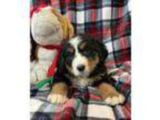 Bernese Mountain Dog Puppy for sale in Battle Lake, MN, USA